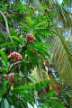 Frangipanier rose. Plumeria rubra. F apocynac. Mexique-Equateur. 5-10m